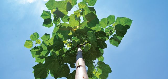 Drewno Oxytree przyszłością polskiego meblarstwa